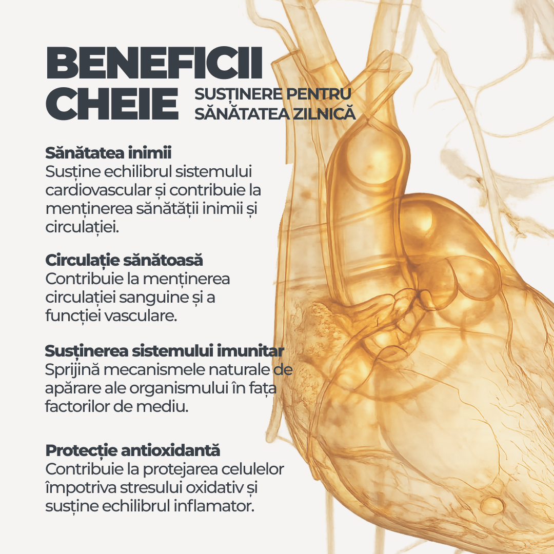 Macerated Garlic Oil DY Life, 30 Softgels, 30 Serviri